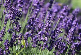 Lavandula angustifolia 'Hidcote Blue' - sivka, lavanda