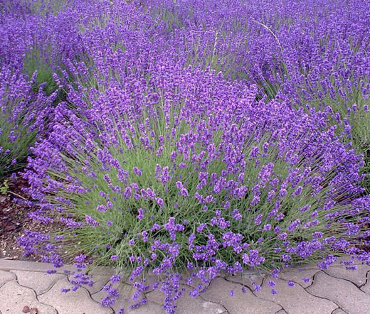 Lavandula angustifolia - sivka, lavanda - Trajnice - Katalog sadik -  Drevesnica Omorika d.o.o.