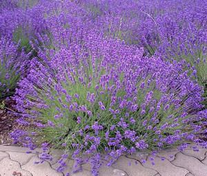 Lavandula angustifolia.jpg