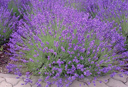 Lavandula angustifolia - sivka, lavanda