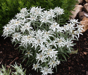 Leontopodium alpinum.jpeg