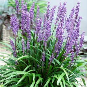 Liriope muscari.jpg