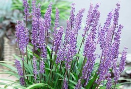 Liriope muscari - liriopa