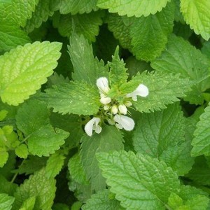 Melissa officinalis.jpg