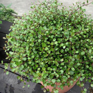 Muehlenbeckia_complexa Minera.jpg