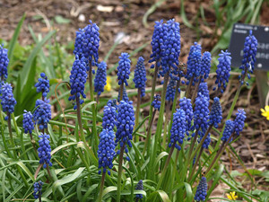 Muscari neglectum 1.jpg