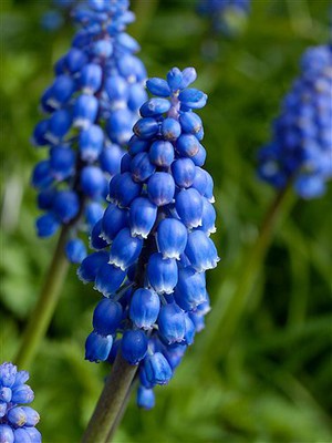 Muscari neglectum.jpg