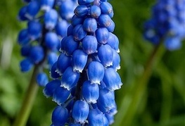 Muscari neglectum - groznata hiacinta