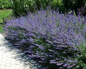Nepeta racemosa Superba.jpg