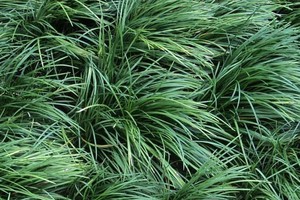 Ophiopogon japonicus.jpg