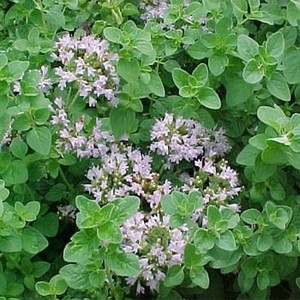 Origanum vulgare.jpg