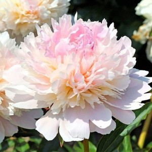Paeonia lactiflora Alertie.jpg