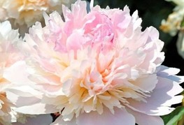 Paeonia lactiflora 'Alertie' - zelnata potonika