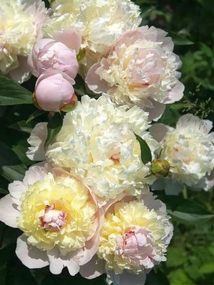 Paeonia lactiflora Edit Cavell.jpg