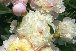 Paeonia lactiflora 'Edith Cavell' - zelnata potonika