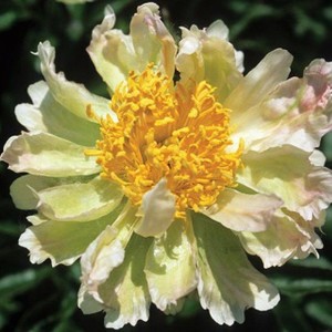 Paeonia lactiflora Green Lotus.jpg