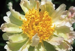 Paeonia lactiflora 'Green Lotus' - zelnata potonika