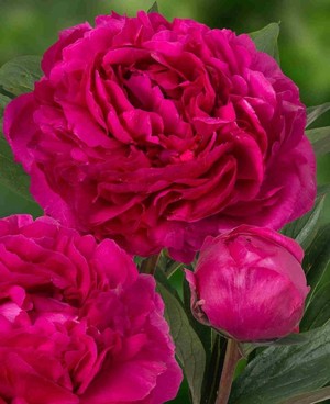 Paeonia lactiflora Kansas.jpg