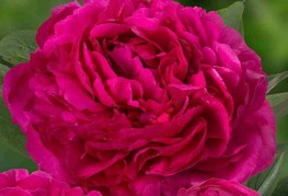 Paeonia lactiflora 'Kansas' - zelnata potonika