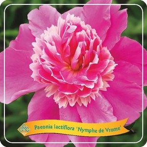 Paeonia lactiflora Nymphe de Vrome.jpg