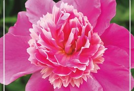 Paeonia lactiflora 'Nymphe de Vrome' - zelnata potonika