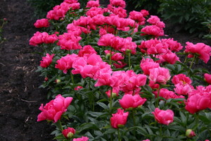 Paeonia lactiflora Paula Fay 1.jpeg