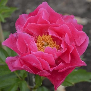 Paeonia lactiflora Paula Fay.jpeg