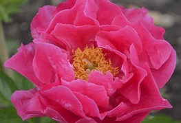 Paeonia lactiflora 'Paula Fay' - zelnata potonika