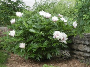 Paeonia x itoh Cora Louise 1.jpg