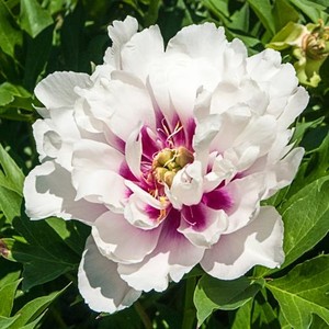 Paeonia x itoh Cora Louise.jpg