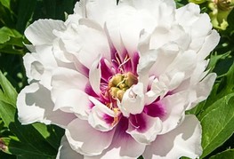 Paeonia x itoh 'Cora Louise' - Itoh potonika