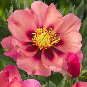 Paeonia x itoh Old Rose Dandy.jpg