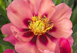 Paeonia x itoh 'Old Rose Dandy' - Itoh potonika