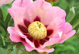 Paeonia x itoh 'Pastel Splendor' - Itoh potonika