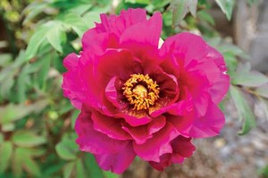 Paeonia x itoh Pink Ardour.jpg