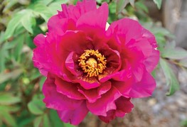 Paeonia x itoh 'Pink Ardour' - Itoh potonika