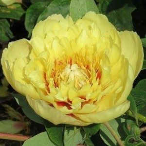 Paeonia x itoh Prairie Charm.jpg