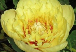Paeonia x itoh 'Prairie Charm' - Itoh potonika