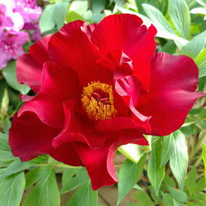Paeonia x itoh Scarlet Heaven.jpg