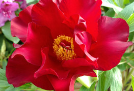 Paeonia x itoh 'Scarlet Heaven' - Itoh potonika