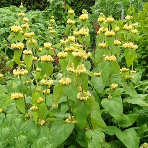 Phlomis russeliana.jpg