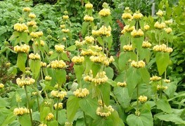 Phlomis russeliana - jeruzalemski žajbelj, turški žablje, flomis