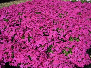 Phlox douglasii Crackerjack.jpg