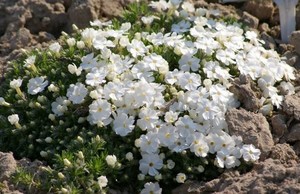 Phlox douglasii White Admiral.jpg