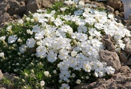 Phlox douglasii 'White Admiral' - plamenka