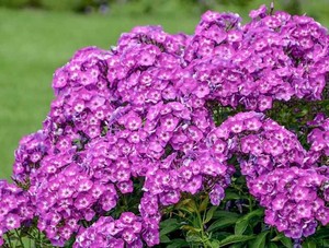 Phlox paniculata Laura.jpg