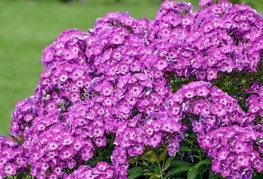 Phlox paniculata 'Laura' - grozdasta plamenka