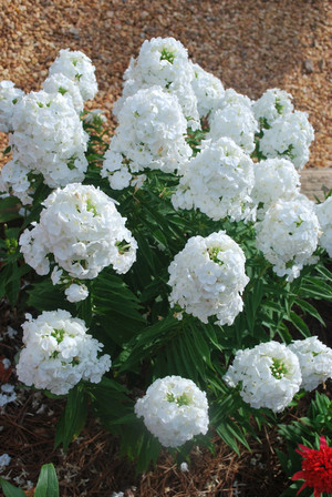 Phlox paniculata Peacock White.jpg