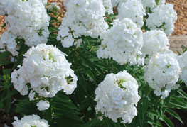 Phlox paniculata 'Peacock™ White' - grozdasta plamenka