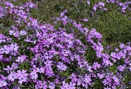 Phlox subulata 'Purple Beauty' - iglasta plamenka
